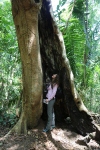 Carlene Hempel in rain forest tree1